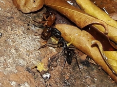 Odontomachus haematodus