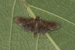 Palpusia plumipes