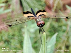 Rhyothemis phyllis