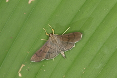 Palpusia plumipes