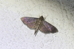 Palpusia plumipes