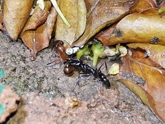 Odontomachus haematodus