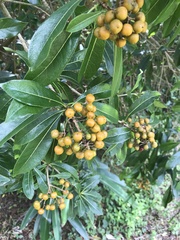 Pittosporum pentandrum