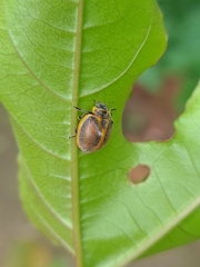 Epilachna clandestina