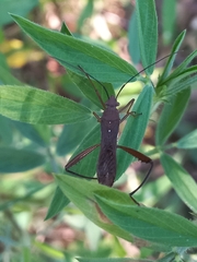 Riptortus linearis