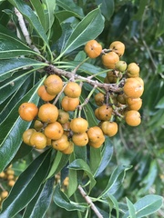 Pittosporum pentandrum