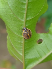 Epilachna clandestina