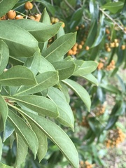 Pittosporum pentandrum