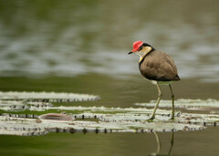 Irediparra gallinacea