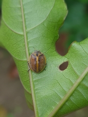Epilachna clandestina