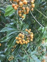 Pittosporum pentandrum