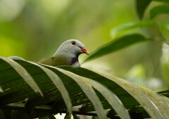 Ptilinopus magnificus