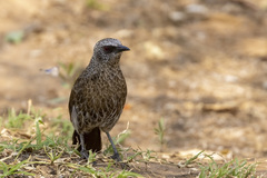 Turdoides hartlaubii