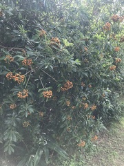 Pittosporum pentandrum