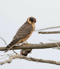 Falco longipennis