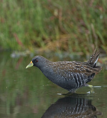 Porzana fluminea