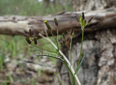 Senecio phelleus