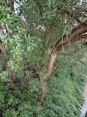 Myoporum laetum
