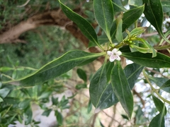 Myoporum laetum