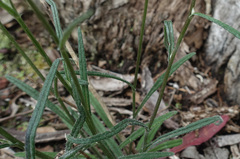 Senecio phelleus