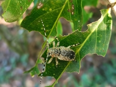 Coptops leucostictica