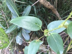 Smilax ocreata