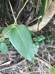 Smilax ocreata