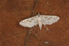 Parapoynx diminutalis