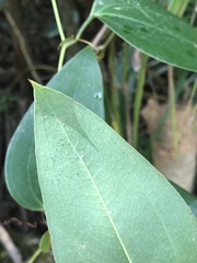 Smilax ocreata