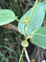 Smilax ocreata