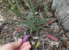 Senecio phelleus