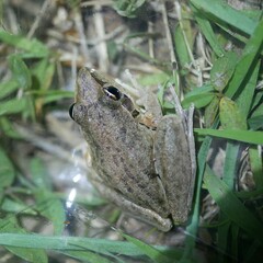 Litoria latopalmata