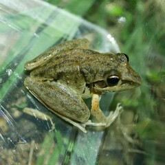 Litoria latopalmata