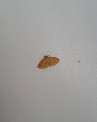 Notarcha quaternalis