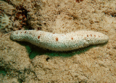 Holothuria conusalba