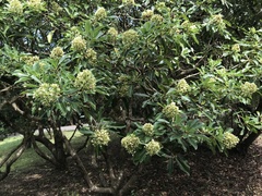 Pittosporum pentandrum