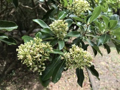Pittosporum pentandrum