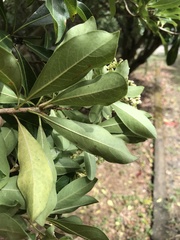 Pittosporum pentandrum