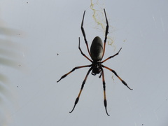 Trichonephila inaurata inaurata