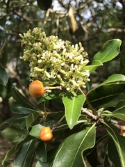 Pittosporum pentandrum