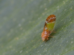 Psyllidae