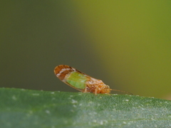 Psyllidae