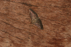 Pilocrocis ramentalis