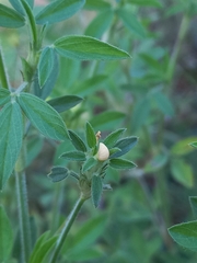 Stylosanthes