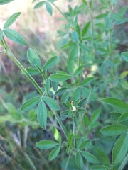 Stylosanthes