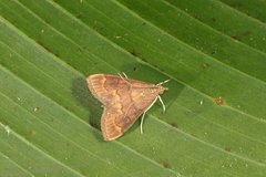 Pyrausta insignitalis
