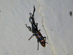Brentinae