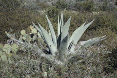 Agave asperrima