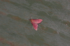 Pyrausta signatalis