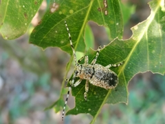 Coptops leucostictica
